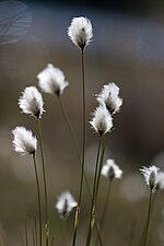 "Cotton-grass_2520560829.jpg" by User:Flickr upload bot