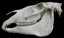 Crâne cheval.jpg