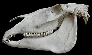 Crâne cheval.jpg