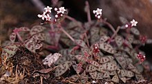 Crassula cooperi plants.jpg