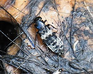 Creophilus maxillosus on dead wild boar with fly and insect larvae
