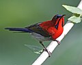 Crimson Sunbird (Aethopyga siparaja) male.jpg