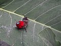 Crimson Sunbird - Aethopyga siparaja - DSC06109.jpg