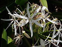 Crinum pedunculatum PB031201 01.jpg