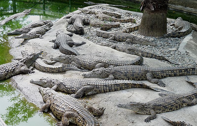 File:Crocodile farm.jpg