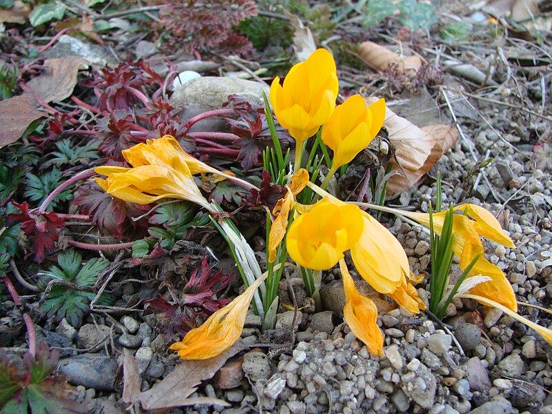 File:Crocus ancyrensis (BG Zurich)-03.JPG