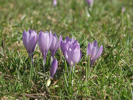 Крокус 28 31 мая. Крокус весенний Crocus vernus. Крокус пестик. Крокус весенний желтый.