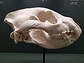 Crocuta crocuta skull