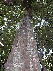 Cryptocarya glaucescens (Lauraceae) in Royal National Park, Australia. Cryptocarya glaucescens - Walkers Garden.JPG