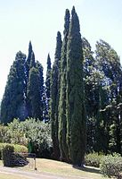 Fastigiate Mediterranean cypress Cupressus sempervirens 'Stricta', planted in Hawaii