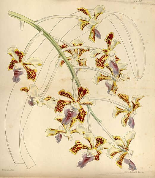 File:Curtis's botanical magazine (Tab. 4432) (8411675486).jpg