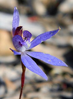 <i>Caladenia caerulea</i> Species of orchid