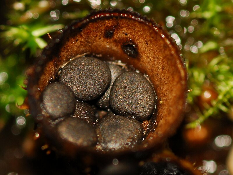 File:Cyathus stercoreus Fruchtkörper.JPG