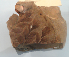 Fossilized foliage from the Carboniferous seed fern Cyclopteris Cyclopteris fossil cropped.png