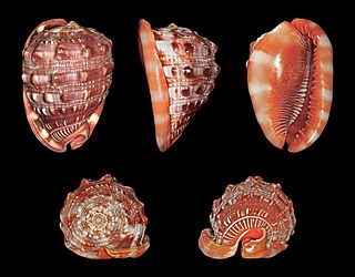 <i>Cypraecassis</i> Genus of gastropods