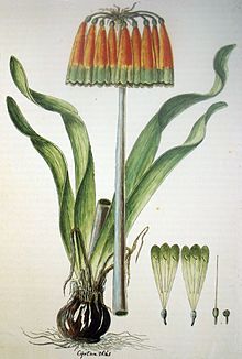 Cirtanthus obliquus00.jpg