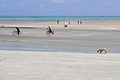 Cão e bicicletas na praia (12078091394).jpg