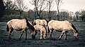 Dülmen, Merfeld, Dülmener Pferde im Merfelder Bruch -- 2024 -- 4058 (kreativ 2).jpg