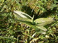 Dactylorrhiza majalis seedling second year