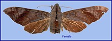 Dahira bruno (Burma, Kambaiti) (NHRS) female upperside.jpg