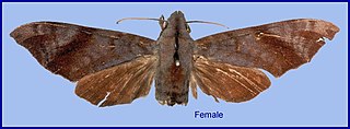 <i>Dahira bruno</i> Species of moth