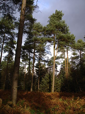 Dalby Forest things to do in Goathland