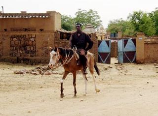 <span class="mw-page-title-main">Western Sudan Pony</span> Sudanese breed of small horse