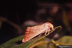 Datana integerrima 2666018.jpg