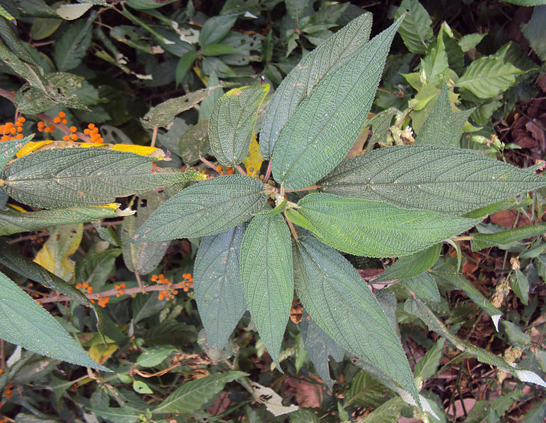 File:Debregeasia longifolia 24.JPG