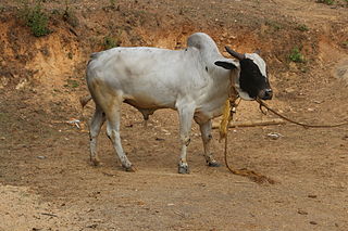 Deoni cattle Indian breed of cattle