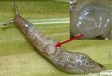 Deroceras reticulatum infected with slug parasitic roundworm Phasmarhabditis hermaphrodita. Deroceras reticulatum infected with roundworm Phasmarhabditis hermaphrodita.jpg