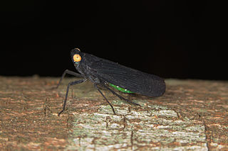 <i>Desudaba</i> (planthopper) Genus of planthoppers