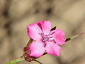 Dianthus gigantheus0. jpg