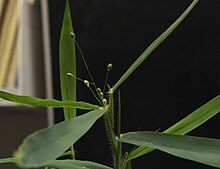 Dichathelium oligosanthes inflorescence.jpg