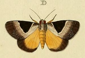 Dichromia sagitta (Fabricius, 1775) cropped from Cramer-Stoll.JPG