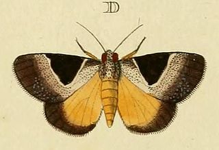 <i>Dichromia sagitta</i> Species of moth