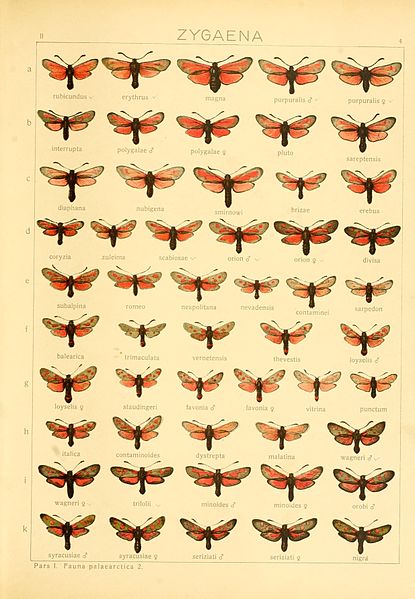 File:Die Gross-Schmetterlinge der Erde (Taf. 4) BHL9921447.jpg