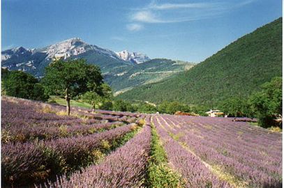 Occitània : champ de lavanda dins la region de Diá, en Daufinat