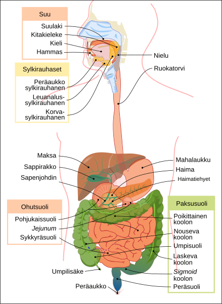 File:Digestive system diagram fi.svg