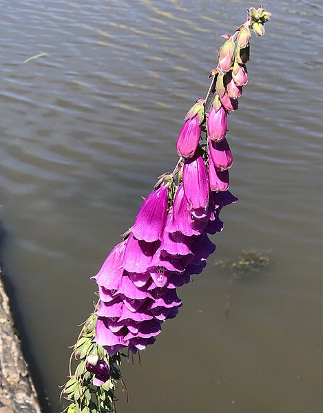 File:Digitalis purpurea 136839481.jpg