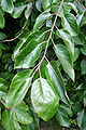 Diospyros virginia leaves in parc de Mariemont.