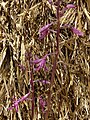 Dipodium elegantulum flowers