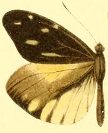 Dismorphia lewyi mužjak.JPG