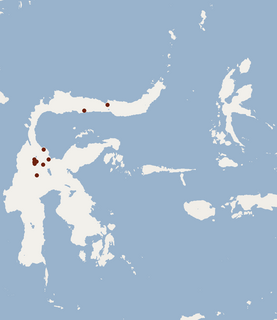 Central Sulawesi echiothrix Species of rodent