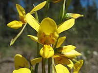 Typart Diuris aurea