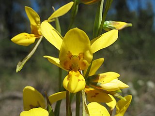 <i>Diuris aurea</i> Species of orchid