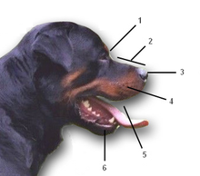 Dog snout anatomy.png