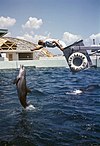 Dolphin leaping out of the water for an animal trainer during a performance at the Aquatarium attraction in St. Petersburg Beach, Florida.jpg
