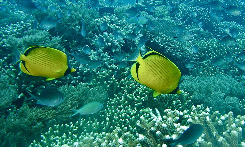 File:Dotted Butterflyfishes (Chaetodon semeion) with Ternate Chromis (Chromis ternatensis) (8503940392).jpg