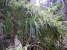Dracophyllum fitzgeraldii Erskine Creek.jpg